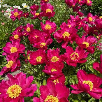 Paeonia lactiflora 'Minnehaha' (302820)