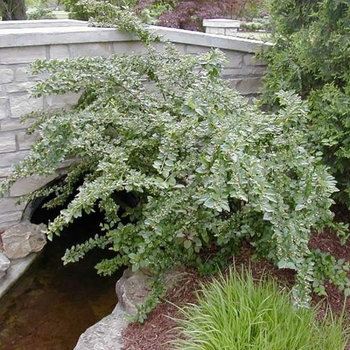 Cotoneaster lucidus