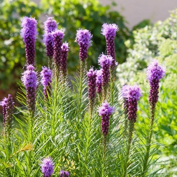 Liatris ligulistylis