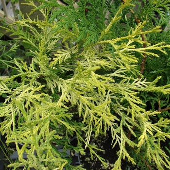 Juniperus x pfitzeriana 'Old Gold' 