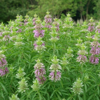 Monarda punctata