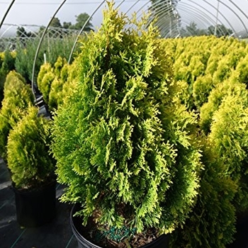 Thuja occidentalis 'Jantar' PP22296