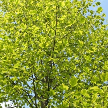Liriodendron tulipifera 'Aureo-marginatum' PP25640P3