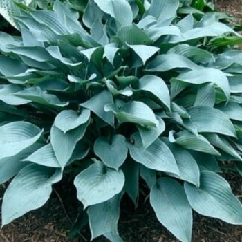 Hosta 'Smoke Signals' 