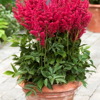 Astilbe chinensis 'Chocolate Cherry' USPP24602P2