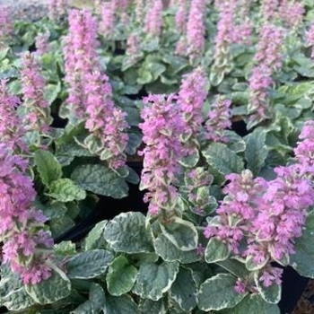 Ajuga reptans 'Pink Lightning' 