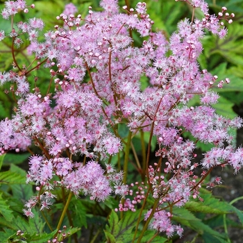 Filipendula 'Red Umbrellas' 