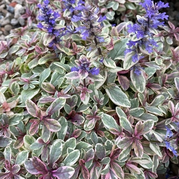 Ajuga tenorii 'Piotrek01' 