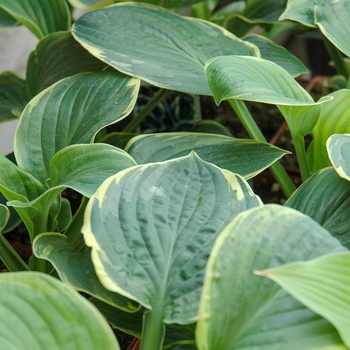 Hosta 'Christmas Tree' 