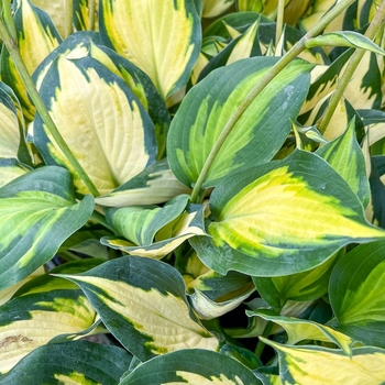 Hosta 'Forbidden Fruit' PPAF