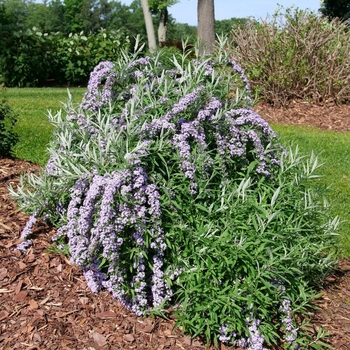 Buddleia alternifolia 'SMNBAB' PPAF