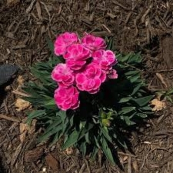 Dianthus chinensis x barbatus