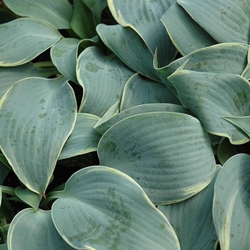Hosta 'Frosted Dimples' 