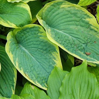Hosta 'Great Arrival' 