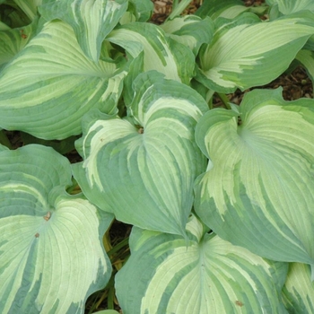 Hosta 'Guardian Angel' 