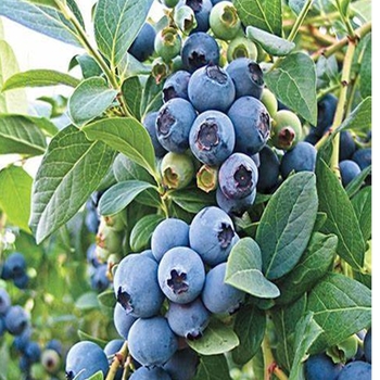 Vaccinium 'O'Neal' 