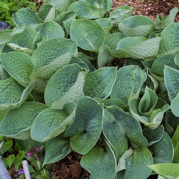Hosta 'Love Pat' 
