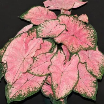 Caladium 'Pink Splash' PP23792
