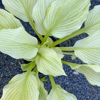 Hosta 'White Feather' 