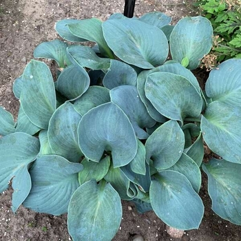 Hosta 'Silver Bullet' PP34225