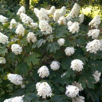 Hydrangea quercifolia 'Queen of Hearts' 