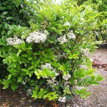 Ligustrum japonicum 'Texanum' 