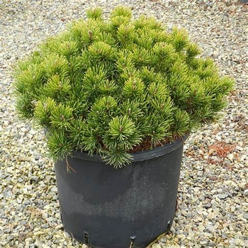 Pinus mugo var. mughus