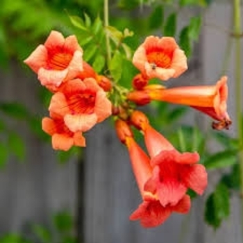 Campsis radicans 'Red Sunset' 