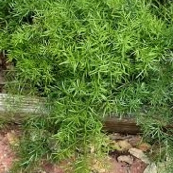 Asparagus densiflorus 'Nana' 
