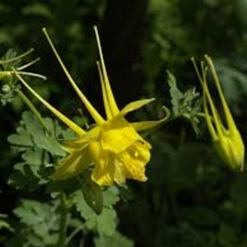 Aquilegia canadensis 'Texas Gold' 