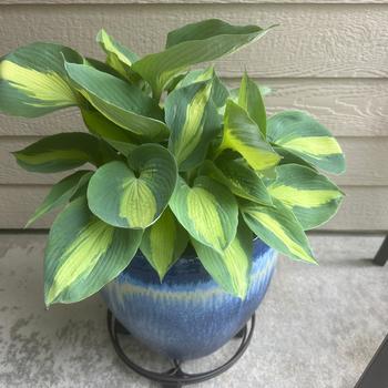 Hosta Shadowland® 'Hudson Bay' (302960)