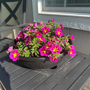 Calibrachoa Bumble Bee™ '' (302962)
