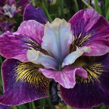 Iris sibirica Peacock™ 'Charming Billy'