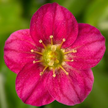 Saxifraga x arendsii