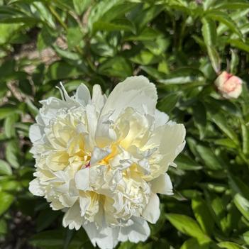 Paeonia lactiflora 'Madelon' 