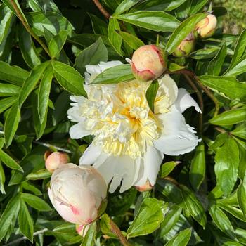 Paeonia lactiflora 'Madelon' (302971)