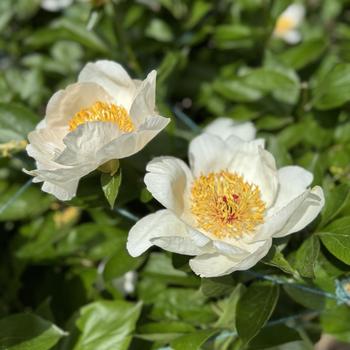 Paeonia 'Requiem' 