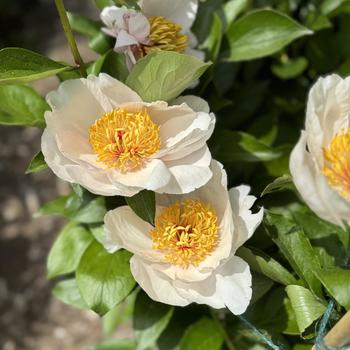 Paeonia 'Requiem' (302973)