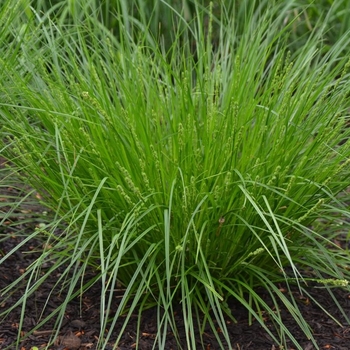 Carex appalachica