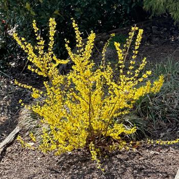 Forsythia 