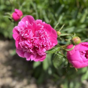 Paeonia lactiflora 'Mabel L. Gore' 