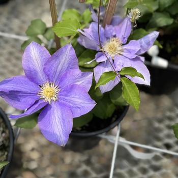 Clematis 'H.F. Young' (303011)