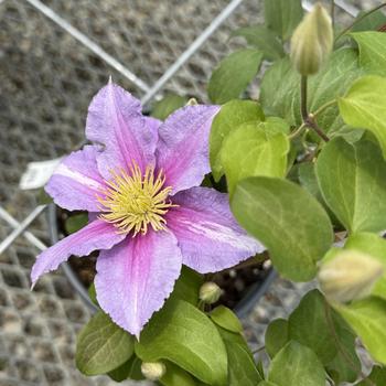 Clematis 'Little Duckling' (303013)