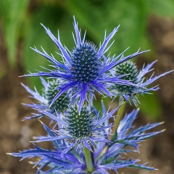 Eryngium planum 'Blue Hobbit' 