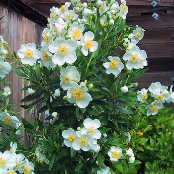 Carpenteria californica 'Elizabeth' 