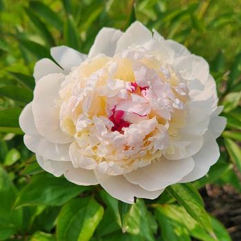 Paeonia lactiflora 'Madame de Verneville' 