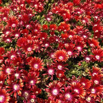 Delosperma 'Macarena' PPAF