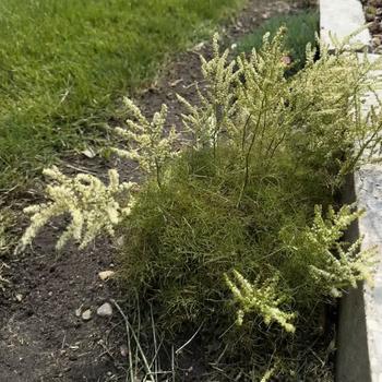 Aruncus 'Fairy Hair' (303053)