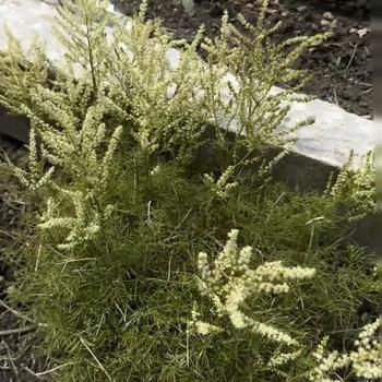 Aruncus 'Fairy Hair' 