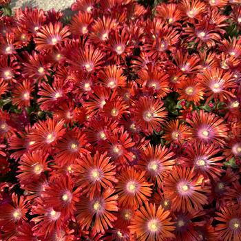 Delosperma Kaleidoscope™ 'Dancing Embers' (303057)